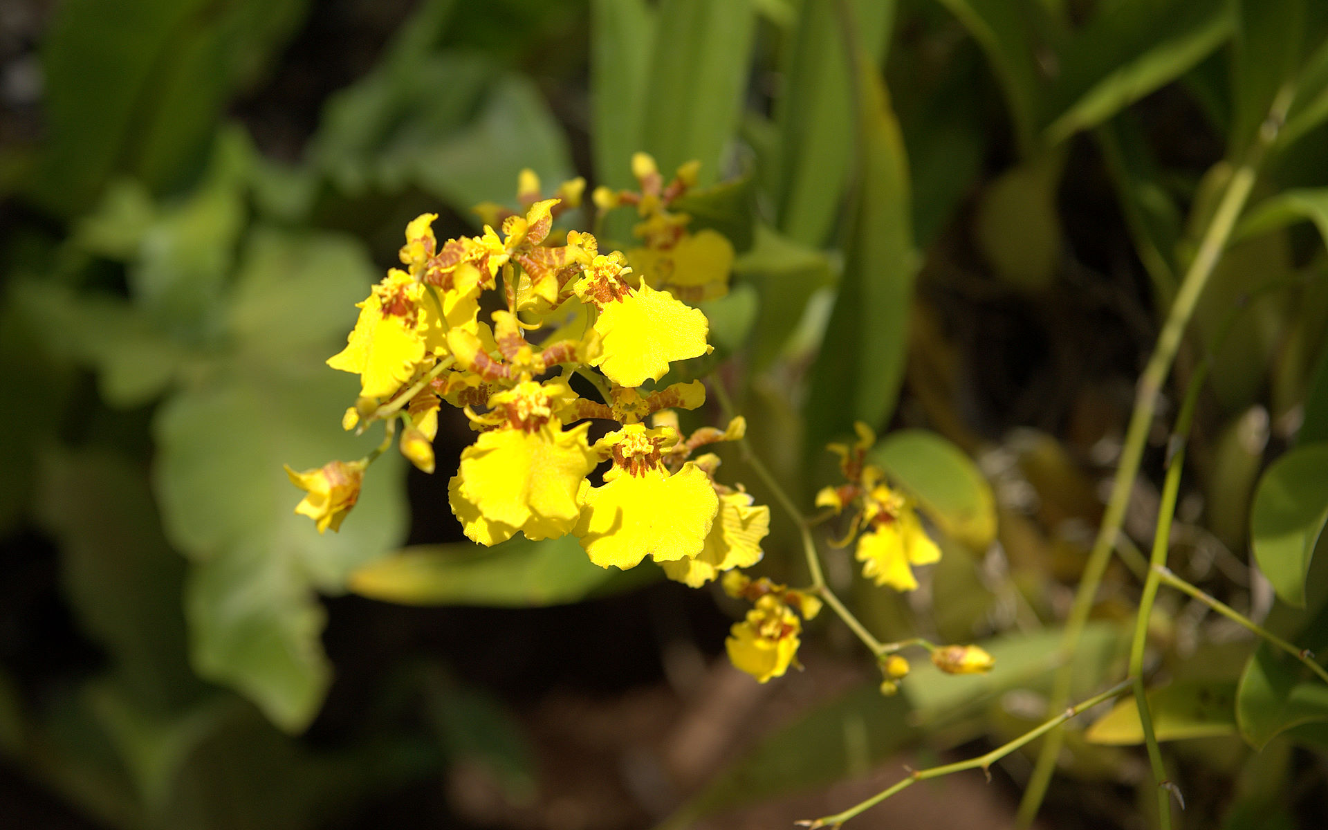 oncidium yellow orchid