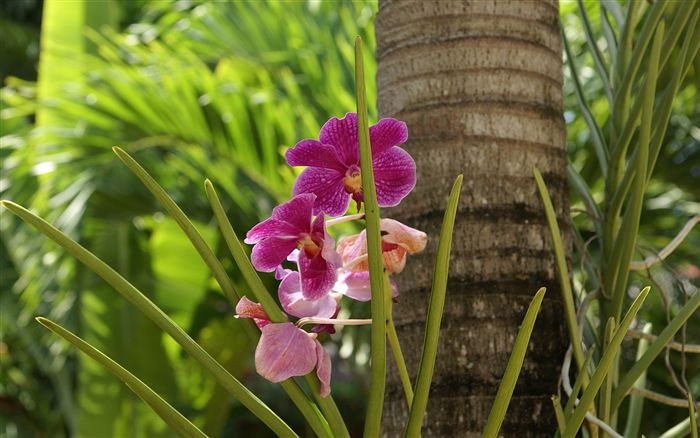 orchid and coconut tree 