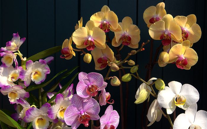 Orchids wallpaper 