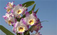Cattleya Hybrid orchid wallpaper 