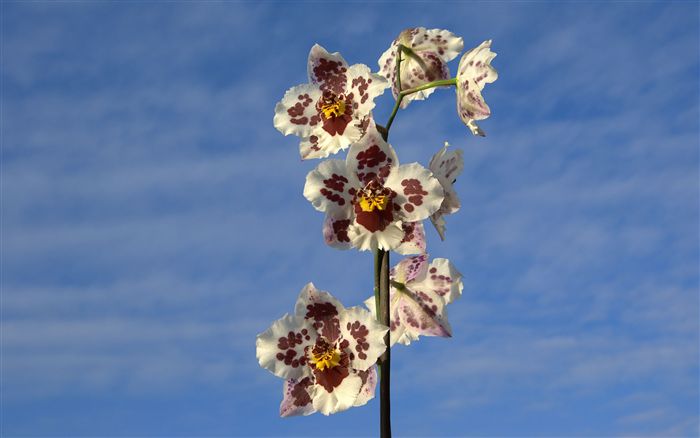 Cambria hybrid orchid 