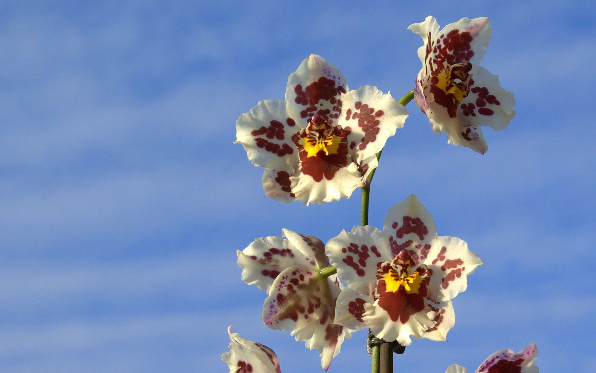 Vuylstekeara Cambria orchid