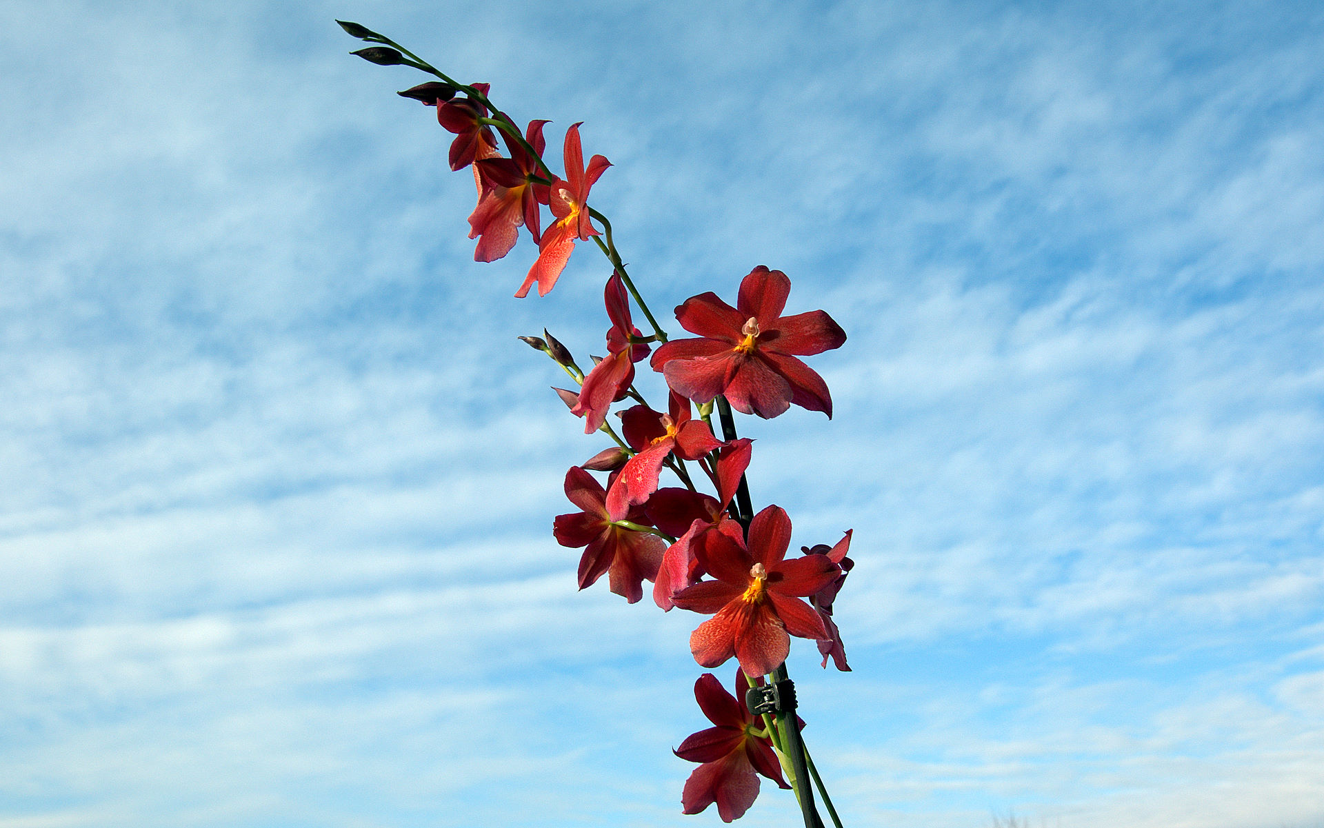 red Cambria orchid