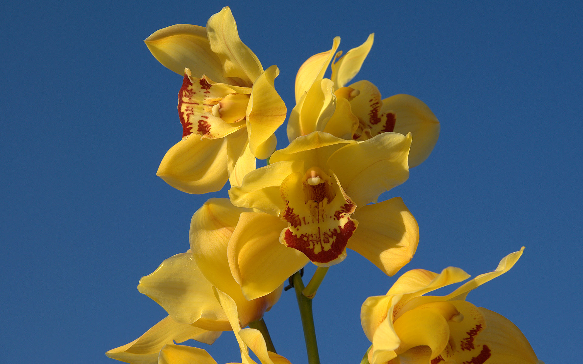yellow Cymbidium Orchid
