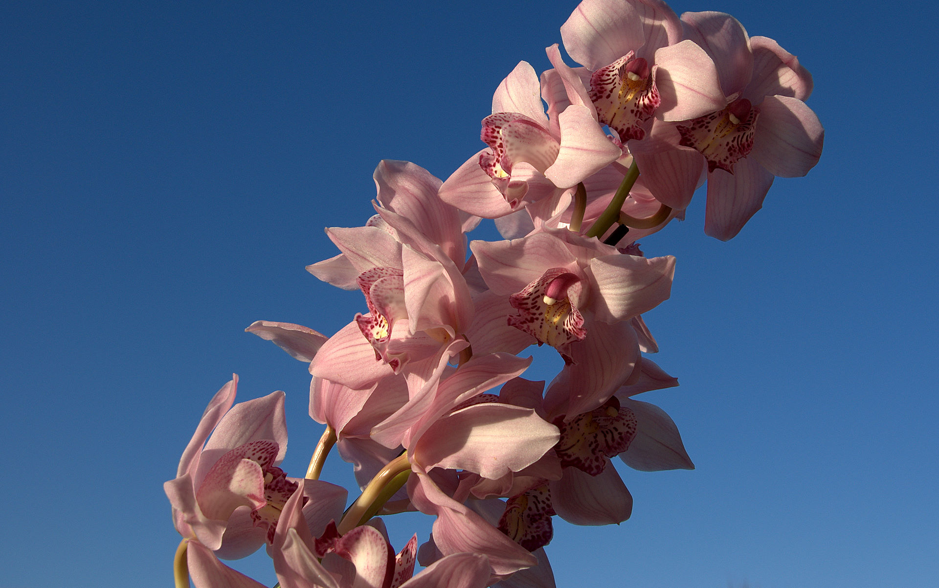 pink orchid photo
