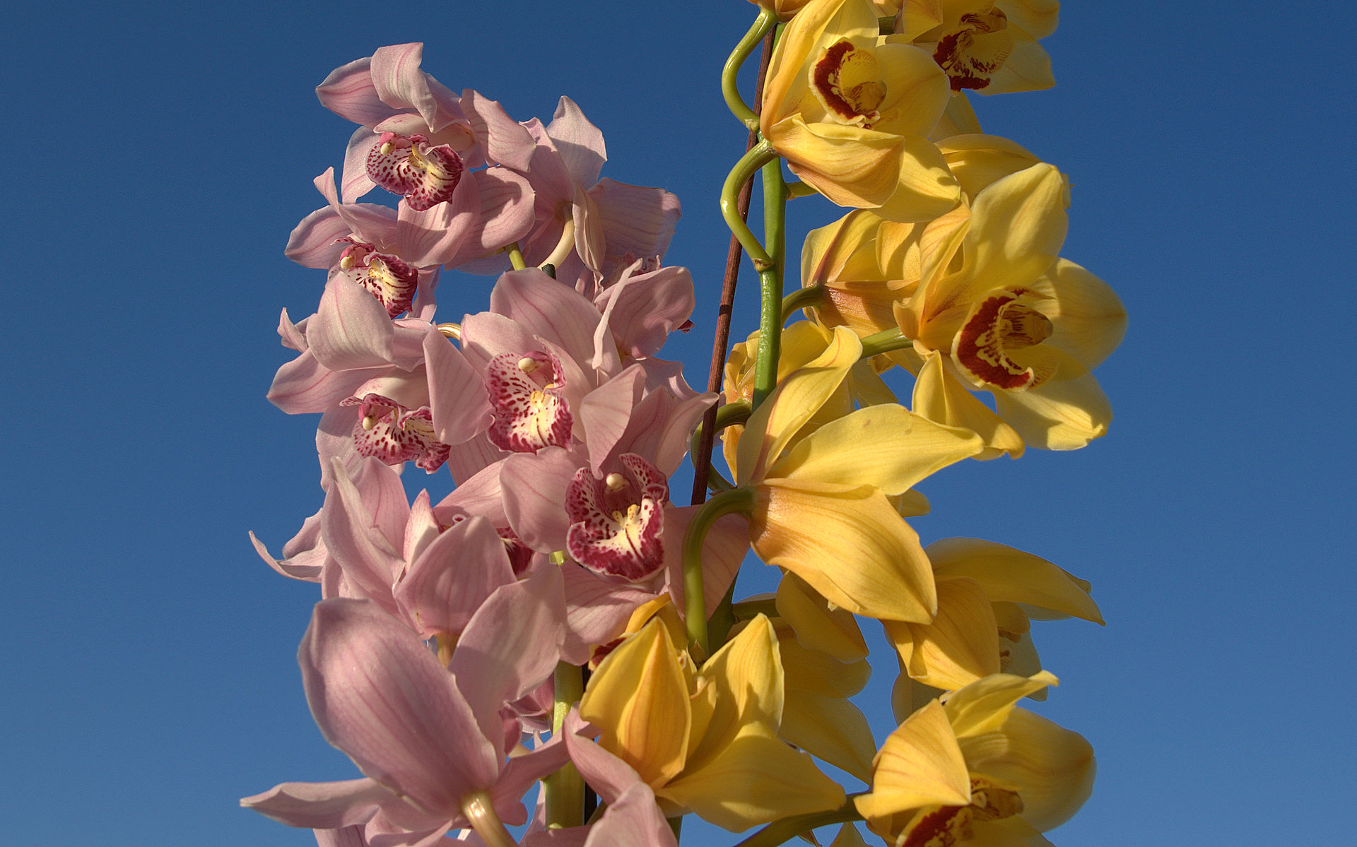 pink and yellow orchids photo