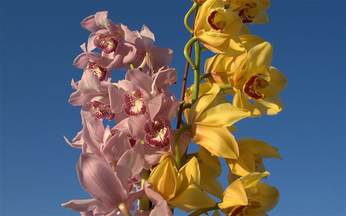 pink and yellow orchids photo 