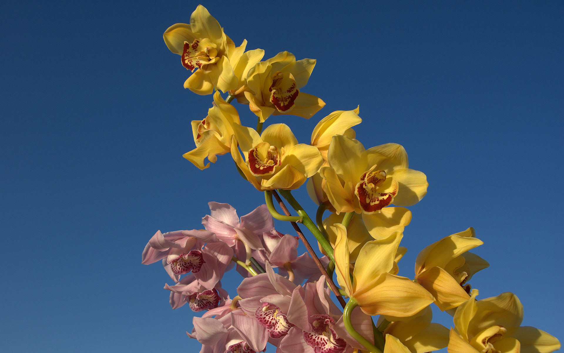 pink and yellow orchids photo