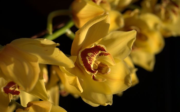 yellow orchids 
