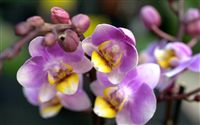 Violet yellow orchid 