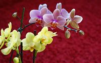Yellow and pink orchids 