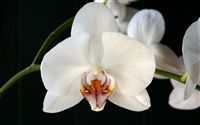 Phalaenopsis hybrids flowers 