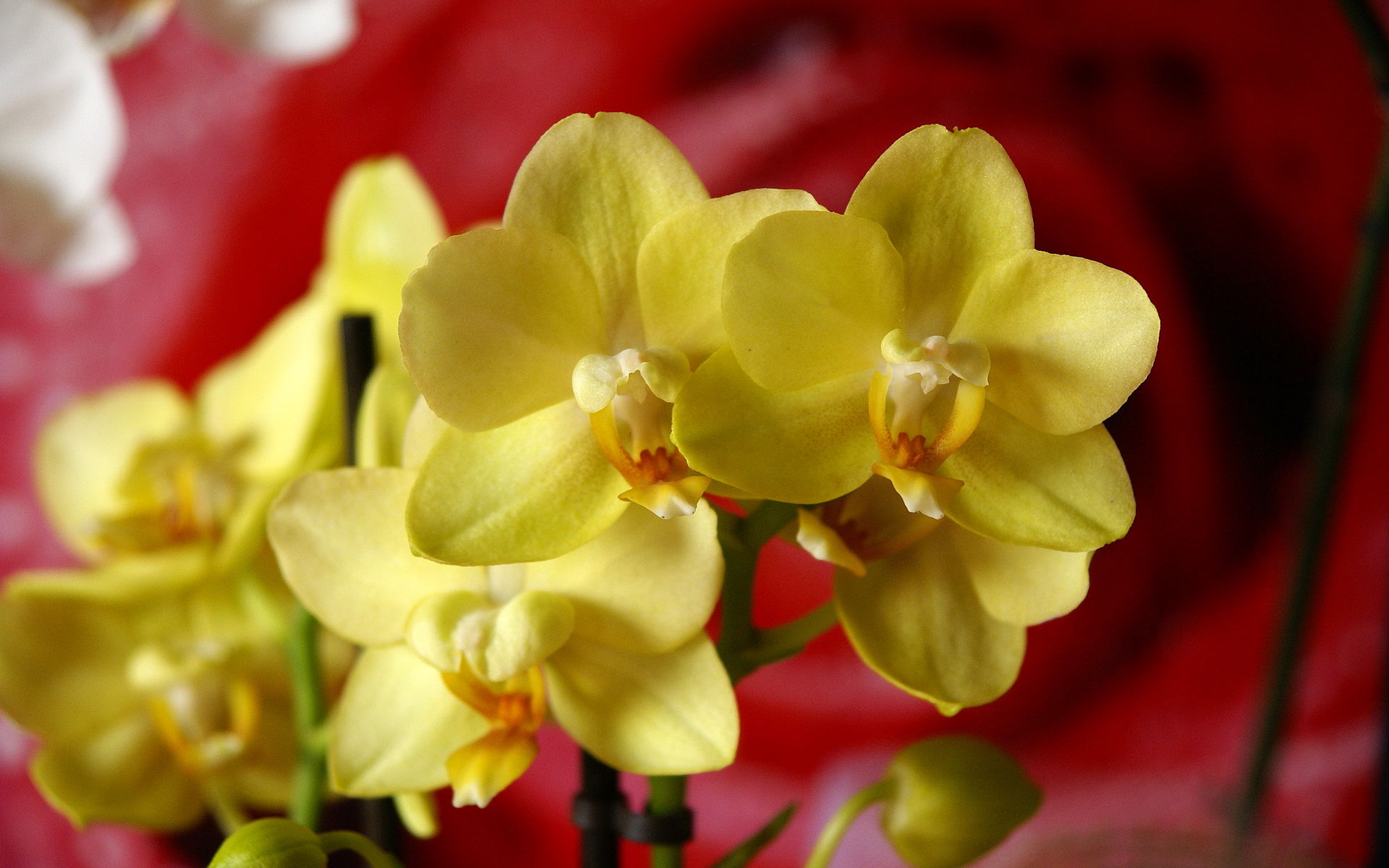yellow orchid Phalaenopsis