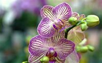 orchid wallpaper 