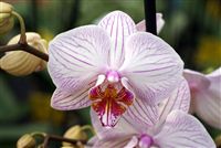 White pink striped Orchids close up 