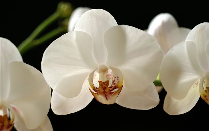 White Orchid 