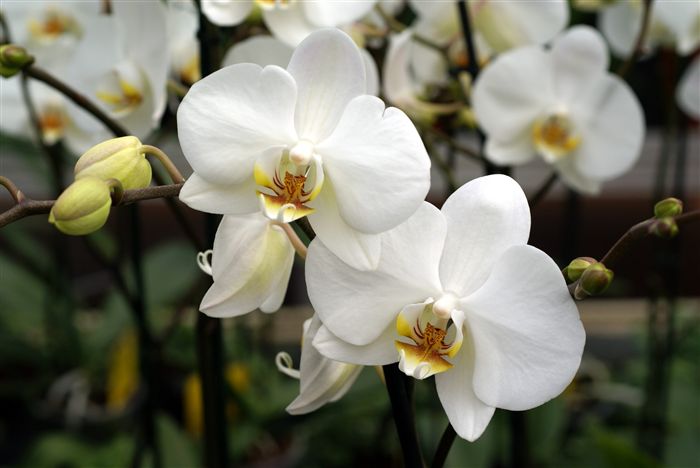 White Orchids close up 