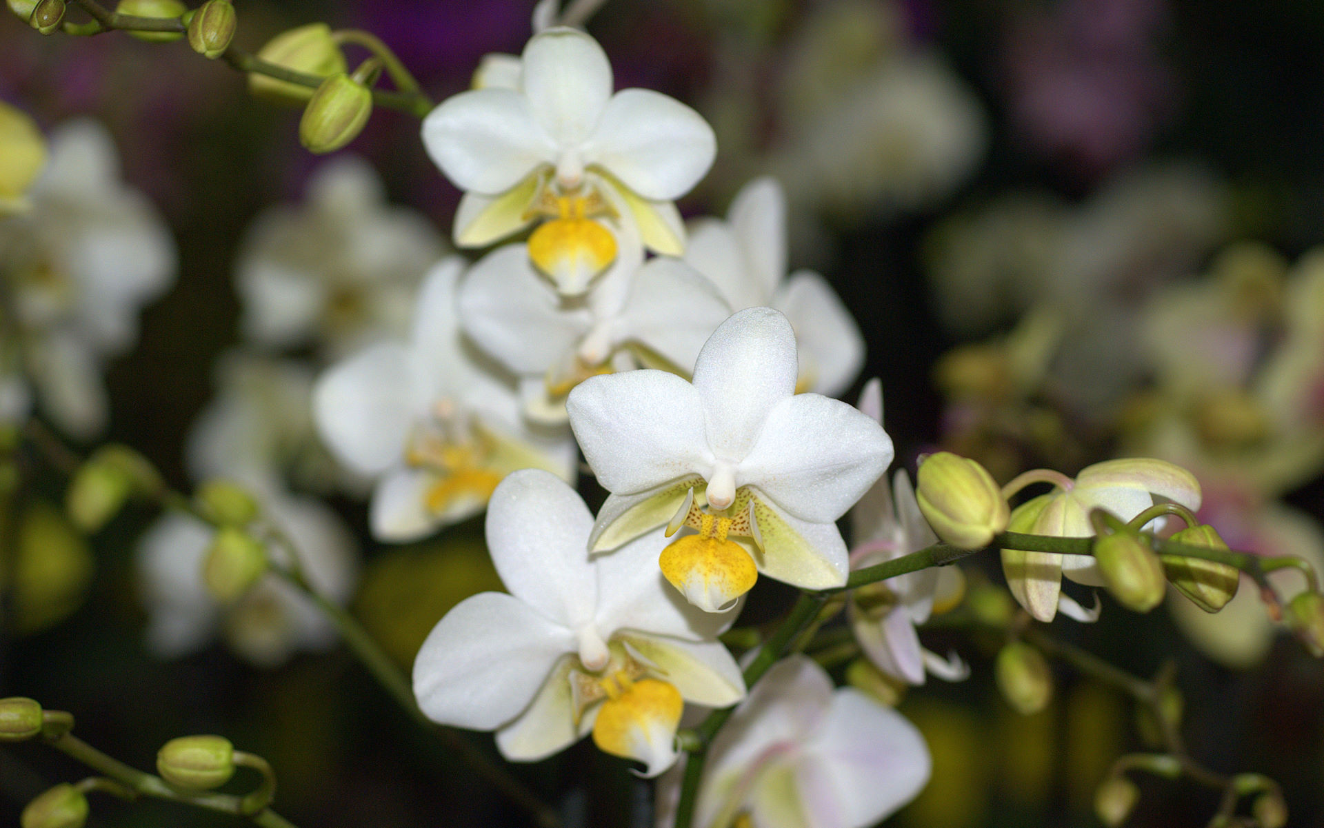 White yellow orchid