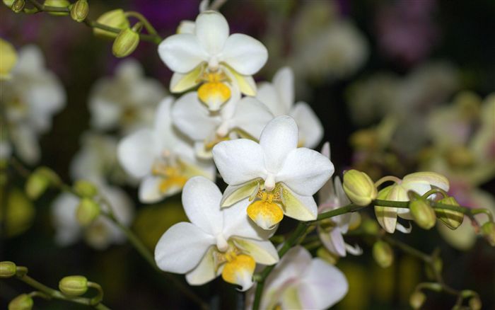 White yellow orchid 