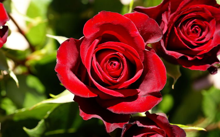Red Rose 