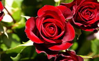 red roses images