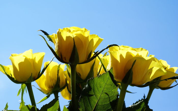 Yellow Roses 