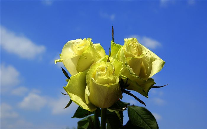 sky with light green roses 