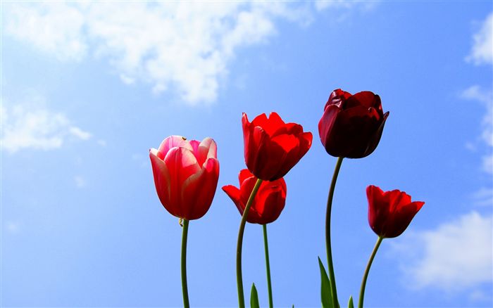 blue sky with tulips 