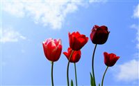 blue sky with tulips 