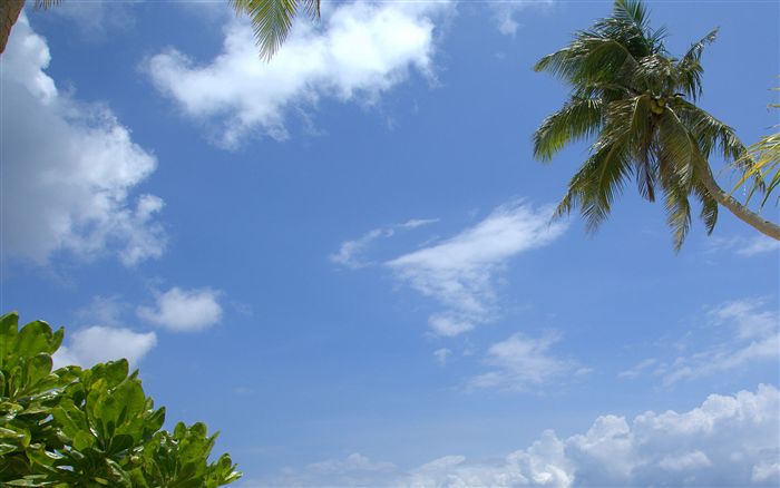 palm sky wallpaper 