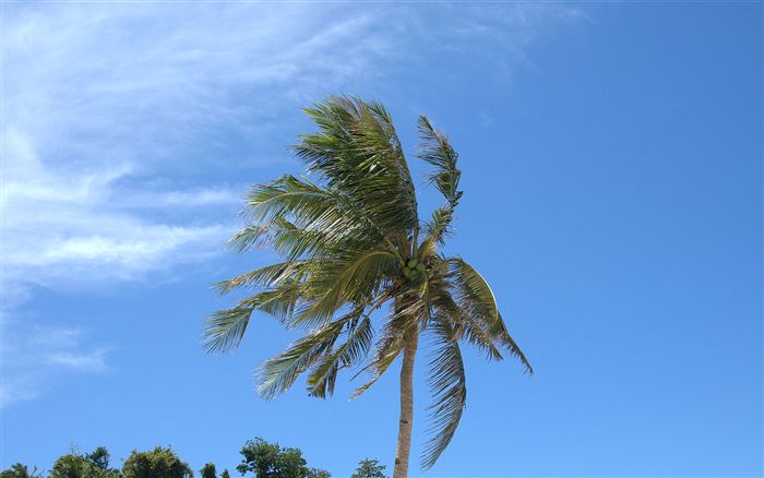 free palm sky wallpaper 