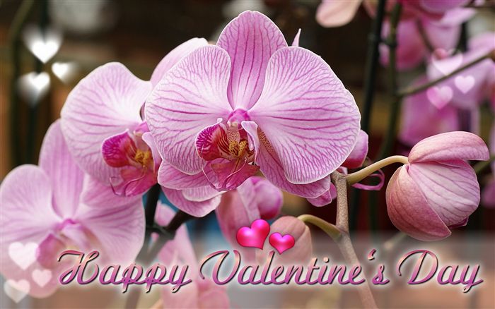 Happy Valentine's Day ecard orchids 