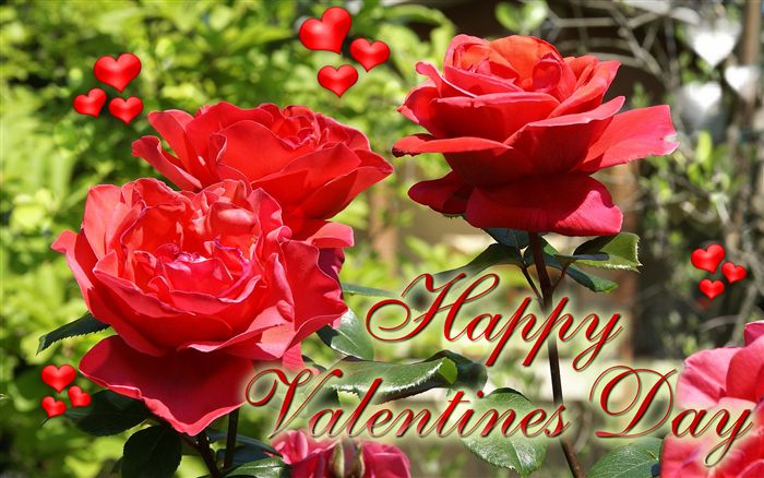 Rose Happy Valentine's Day ecard  