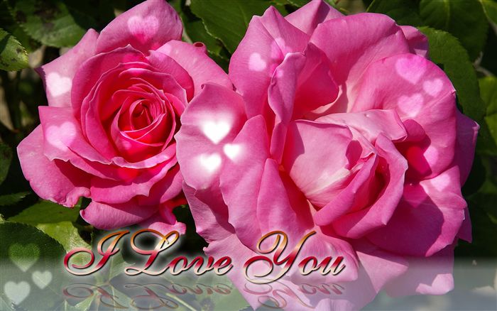 Valentine's day ecard pink roses 