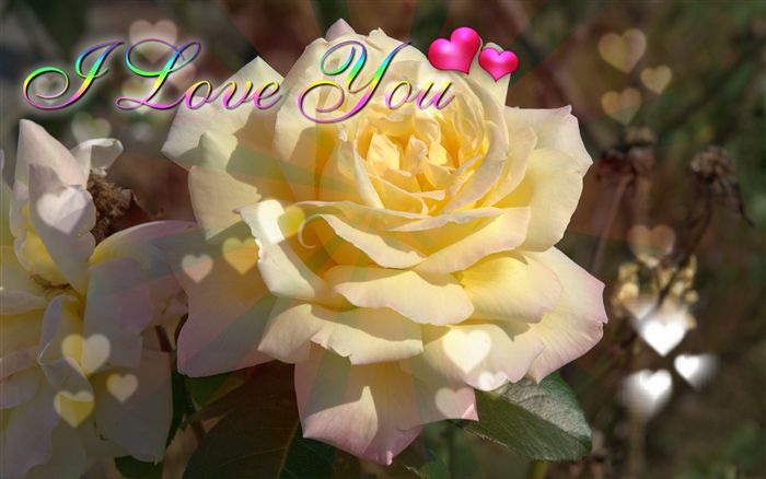 I love you ecard yellow rose 