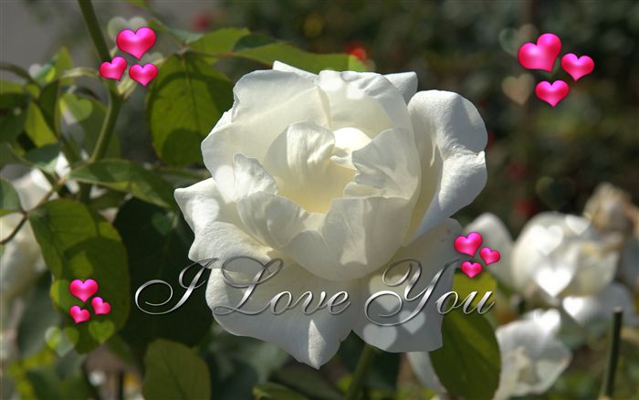 Love you ecard white rose 