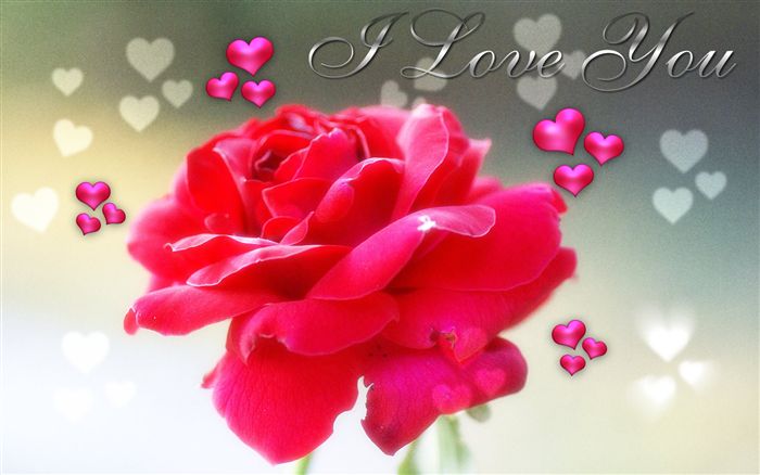 Love ecard rose 