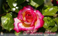 fotos de rosas