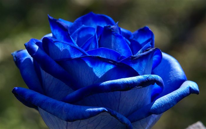 blue rose macro 