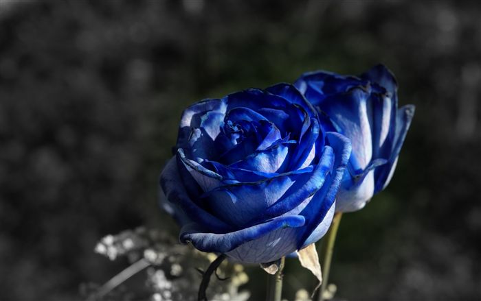 blue roses 