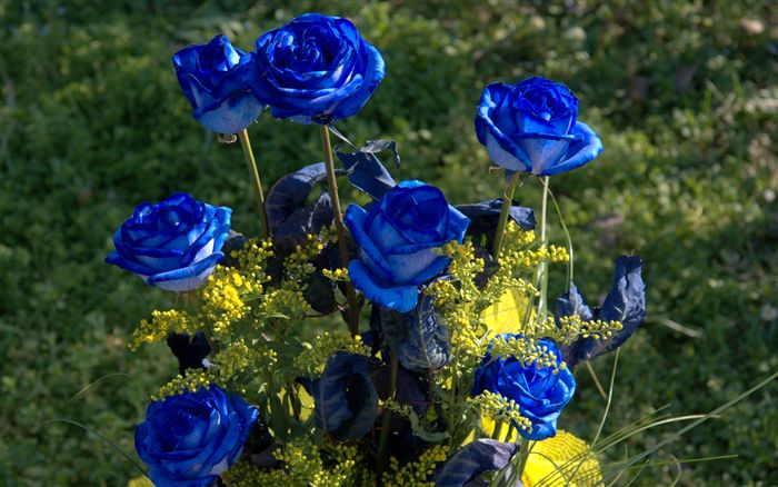 7 blue roses 