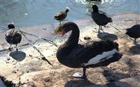 black Swan wallpaper (Cygnus atratus) 