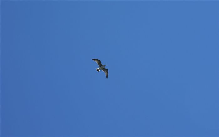 Seagull in open sky 