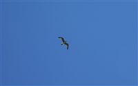 Seagull in open sky 