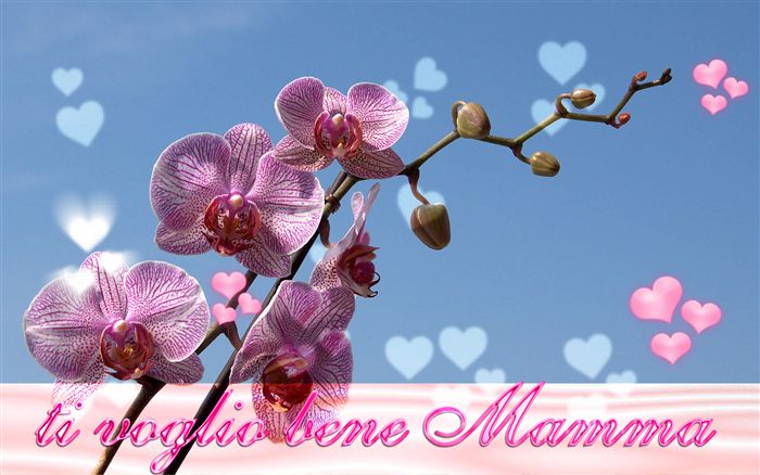 sfondo desktop tvb mamma orchidea 