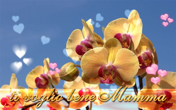 sfondo desktop festa della mamma orchidea 