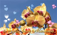 sfondo desktop festa della mamma orchidea 