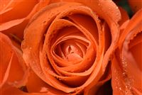 Rosa macro arancione 