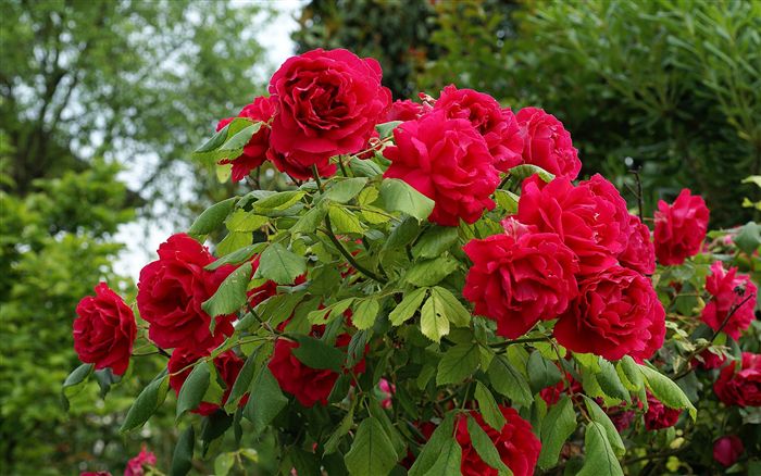 cespuglio di rose rosso porpora 