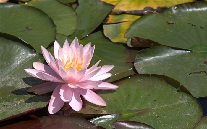 Most beautiful Water lily 